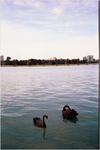 Swans on Albert Park lake.
 Melbourne ; 2002/01/27
