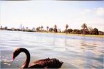 A swan's head appeared in the image. Melbourne seen from Albert Park.
 Melbourne ; 2002/01/28