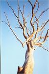 This tree got so bored it became like this.
 Bonnie Doon ; 2002/01/31